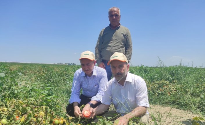 TARSİM heyeti Adana'daki bitkilerde oluşan güneş yanığını gözlemledi