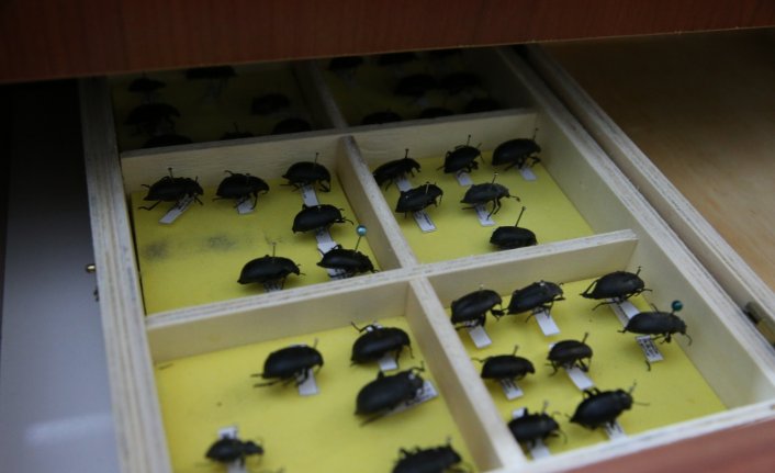 Tokat'ta üniversitenin “böcek müzesi“nde binden fazla tür bulunuyor