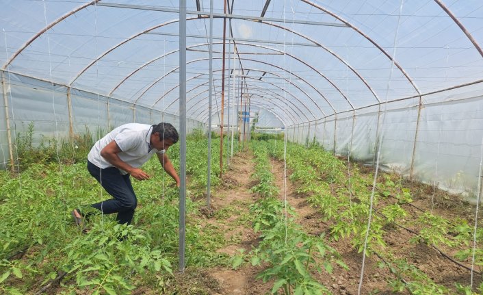 Zonguldaklı emekli madenci ata tohumuyla domates yetiştiriyor