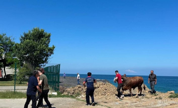 Zonguldak'ta kesime getirildiği sırada denize kaçan boğayı itfaiye ekipleri yakaladı