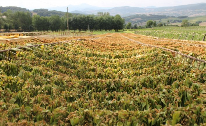 Bafra Ovası'nda tütün hasadı başladı