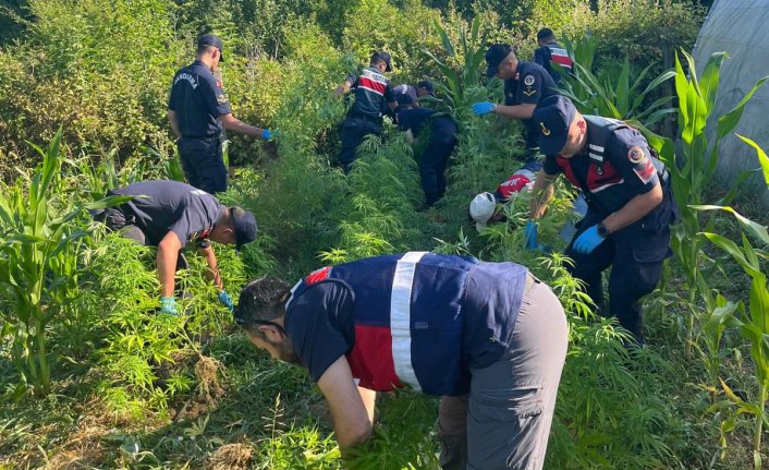 Bartın'da 300 kök kenevir bitkisi ele geçirildi