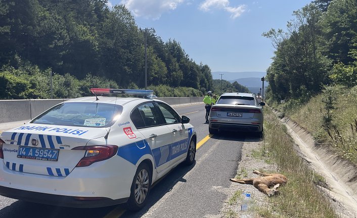 Bolu'da cipin çarptığı karaca öldü