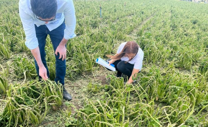 Çorum'da sağanak ve dolu nedeniyle 73 köydeki ekili araziler zarar gördü