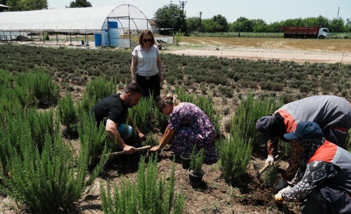 Düzce'de “Tarım Akademisi“ arazisinde tıbbi aromatik bitki üretilecek