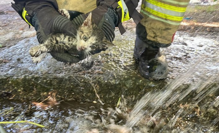 Düzce'de yangında dumandan etkilenen kedi yavrusunu itfaiye veterinere yetiştirdi