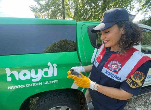 Düzce'de yaralı bulunan bayağı yalıçapkını tedaviye alındı