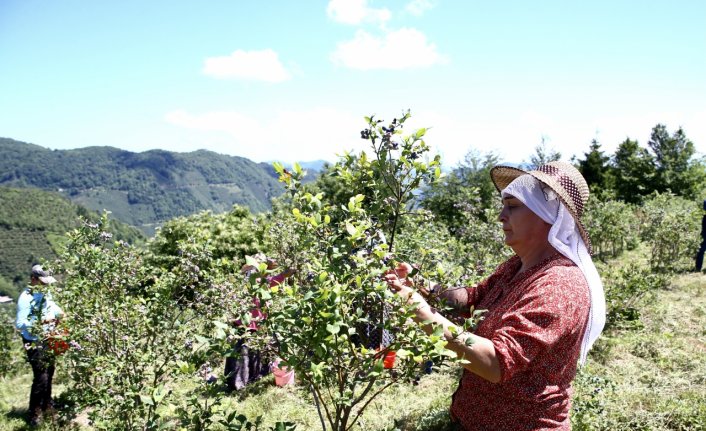 Giresun'da devlet desteğiyle maviyemiş üretimi ve çiftçinin kazancı arttı