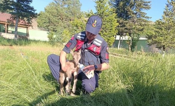 Giresun'da yaralı bulunan dağ keçisi yavrusu koruma altına alındı