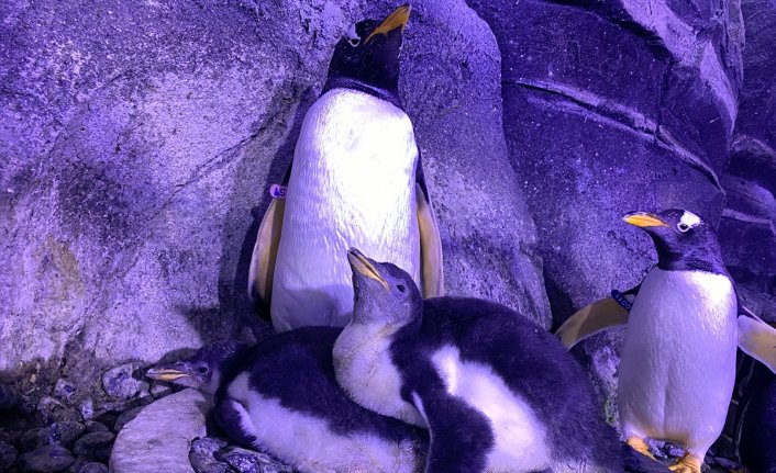 İstanbul Akvaryum'da 4 gentoo türü penguen doğdu