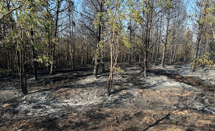 Kastamonu'da ormanlık alanda çıkan yangın kontrol altına alındı