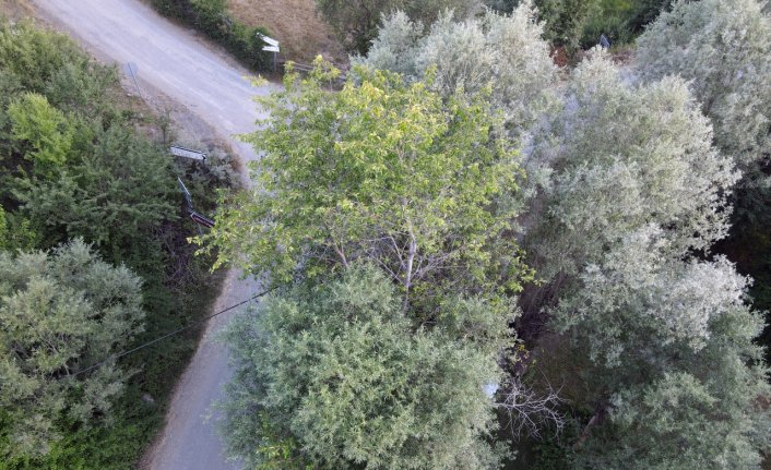 Kastamonu'da kiraz ağacının söğüt ağacının gövdesinde büyümesi dikkati çekiyor