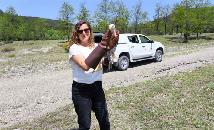 Kastamonu'da tedavisi tamamlanan yaban hayvanları doğaya salındı