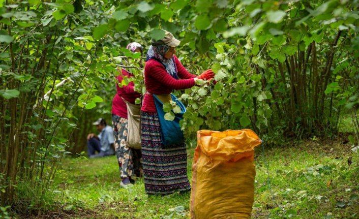 Ordu'da “Fındık Dalda, Aklın İşçide Kalmasın Projesi“ bu yılda sürdürülecek