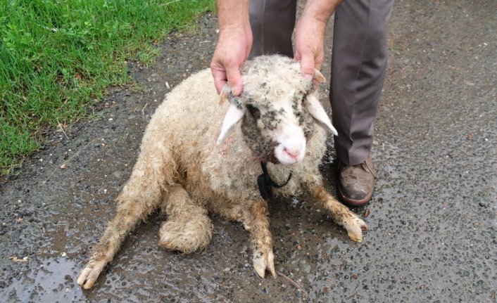 Ordu'da sahipsiz köpeklerin saldırdığı bir kuzu öldü, diğeri yaraladı