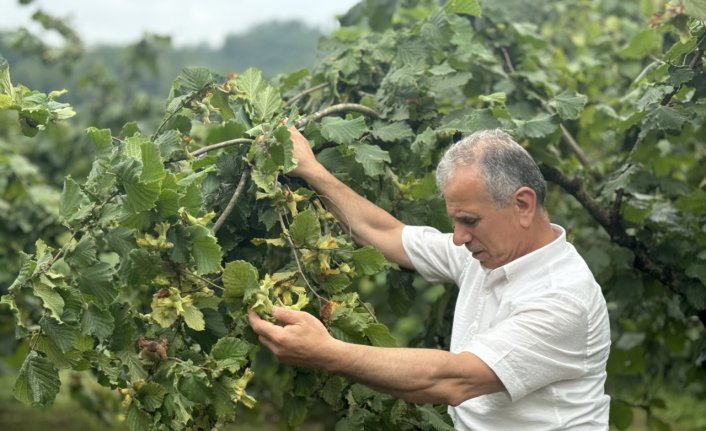 Orta ve Doğu Karadeniz'de üreticiler fındık hasadı için gün sayıyor