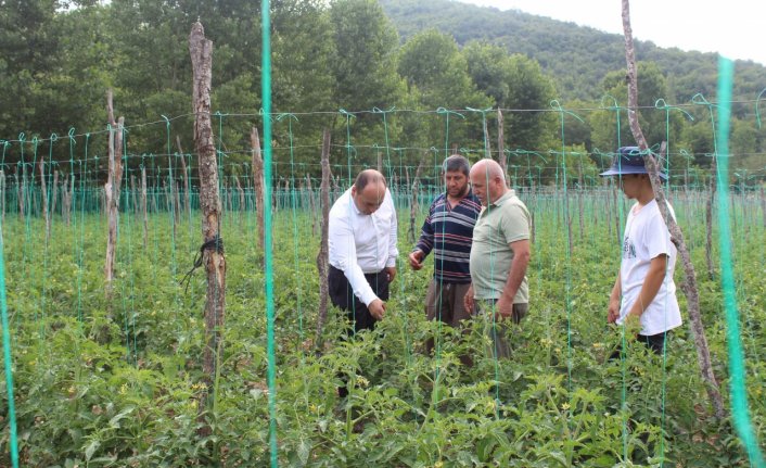 Pazar'da domates, barbunya ve şeker fasulyesi üretim alanları incelendi