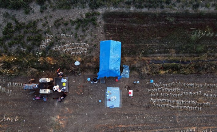 Taşköprü'de “Beyaz altın“ı 24 saat nöbet tutarak koruyorlar