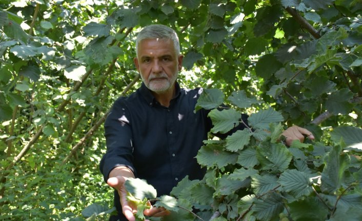 Üreticilere hasat öncesi “fındığı daldan değil yerden toplayın“ tavsiyesi