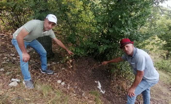 Amasya'da dev karınca yuvaları görüntülendi