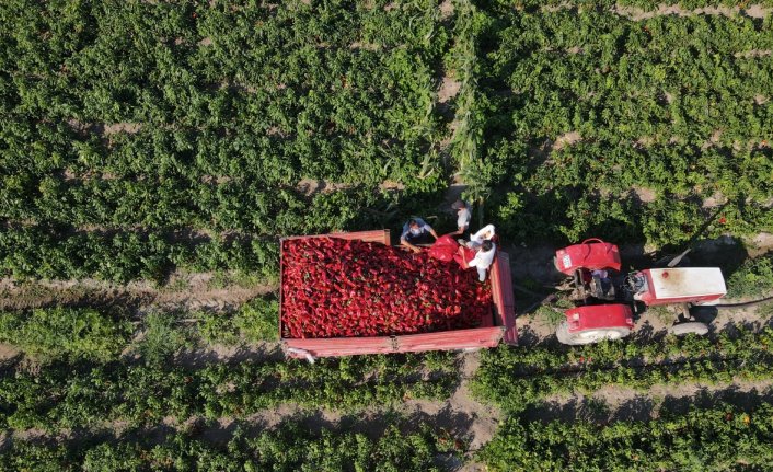 Bafra Ovası'nda yetişen kapya biber AB ülkelerinin sofralarına gidiyor