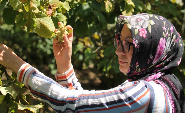 Bolu'da fındık hasadı başladı