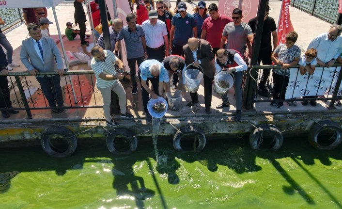 Bolu'daki Yeniçağa Gölü'ne 50 bin sazan balığı yavrusu bırakıldı