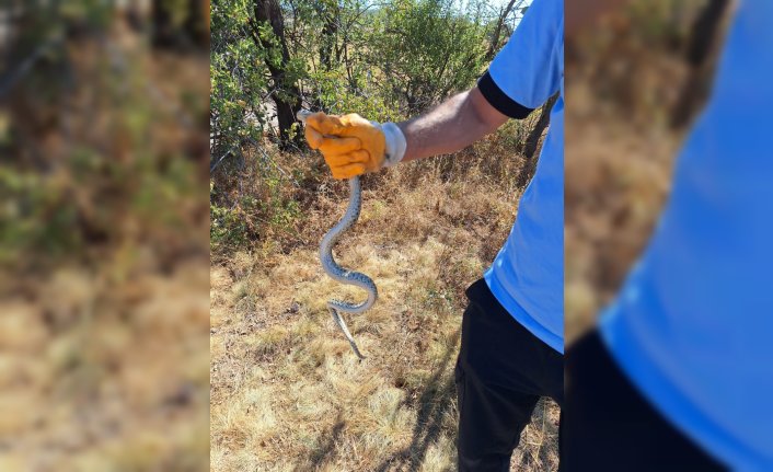 Çorum'da arkeolojik kazı alanındaki küpün içine giren yılanı itfaiye ekipleri çıkardı