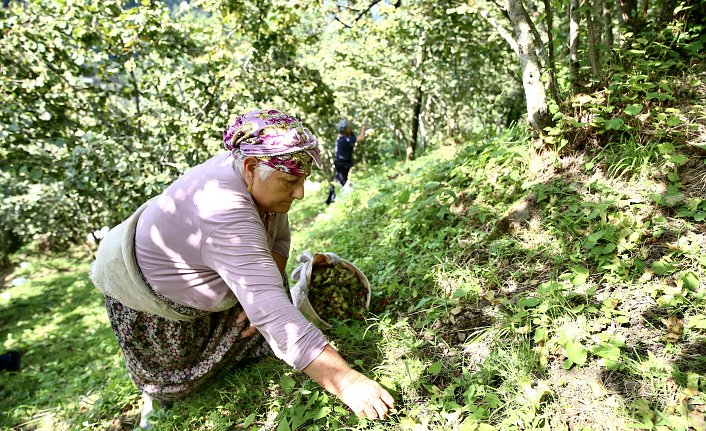 Fındık üreticileri yerden hasat yöntemiyle maliyet ve zamandan tasarruf ediyor