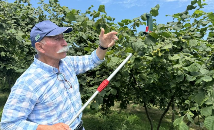 Fındık üreticisi, harmana yerden ısıtma sistemi kurmak için kolları sıvadı