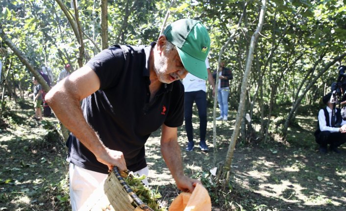 Giresun'da “Fındık Hasat Şenliği“ düzenlendi