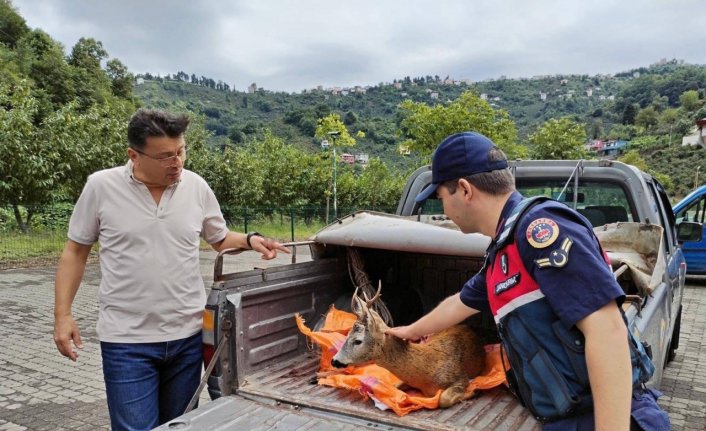 Giresun'da yaralı karaca koruma altına alındı