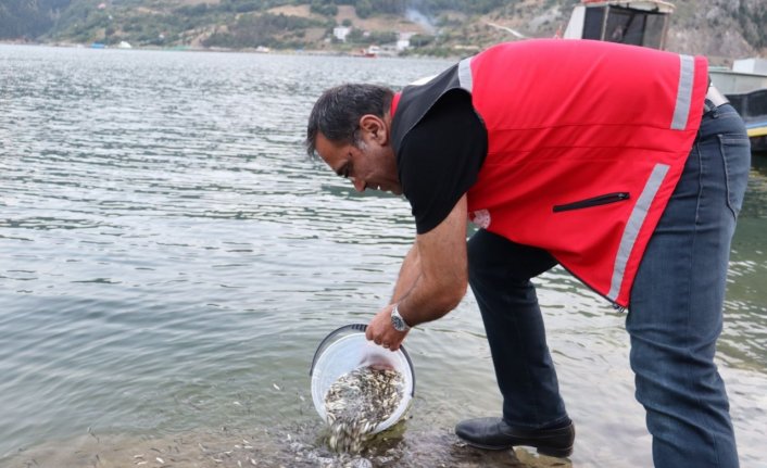 Gümüşhane'de baraj ve göletlere 246 bin sazan yavrusu bırakıldı