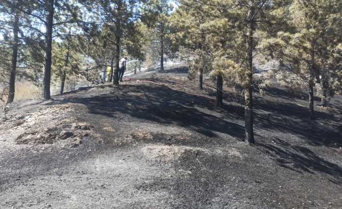 Tokat'ta çıkan orman yangını söndürüldü