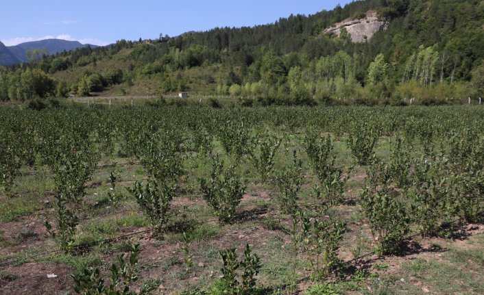 İş insanının memleketine yaptığı girişim bölgedeki çiftçileri aronyaya yöneltti