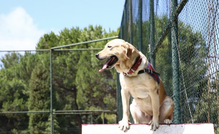 Jandarmanın dedektör köpekleri eğitimlerle göreve hazırlanıyor