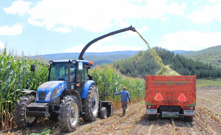 Karabük'te 1500 dekar alanda ekilen silajlık mısırın hasadına başlandı