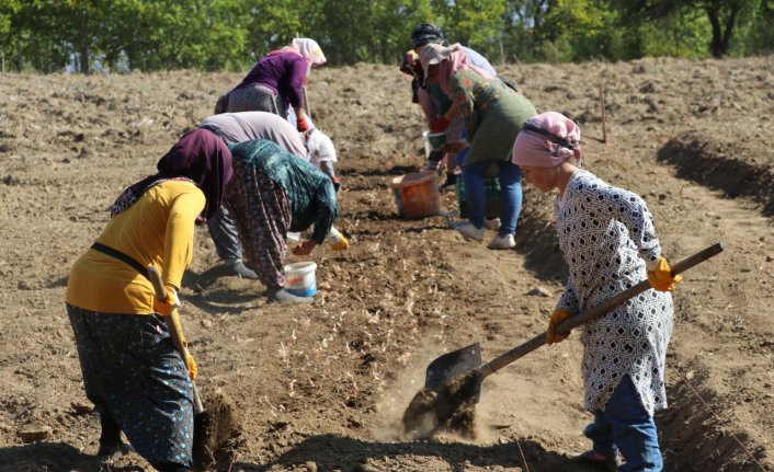 Karabük'te safran toprakla buluştu