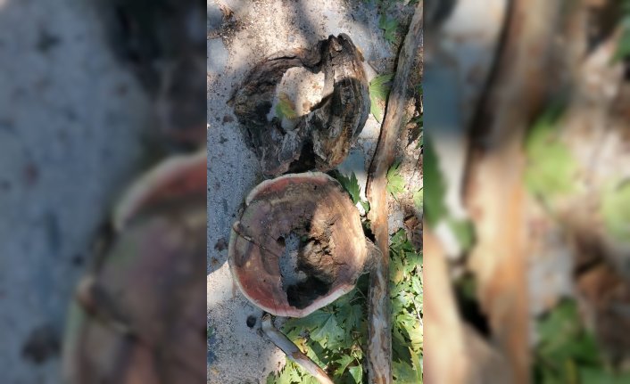 Mudurnu'da anıt ağacın bakımı yapıldı