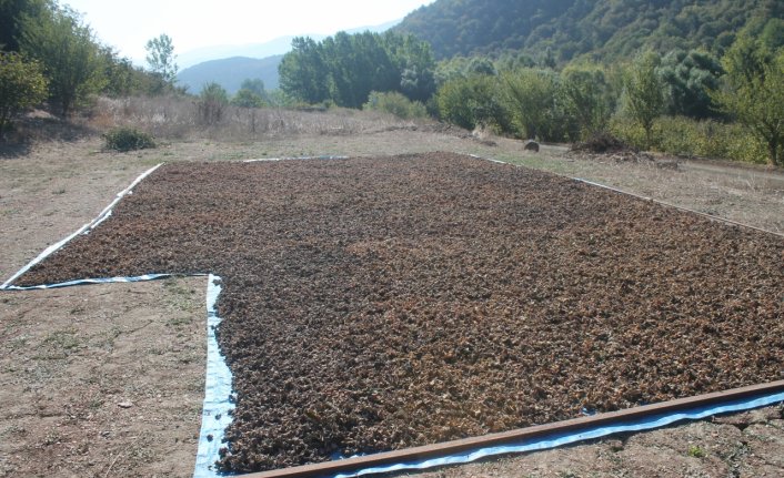 Mudurnu'da Fındık Hasat Şenliği düzenlendi