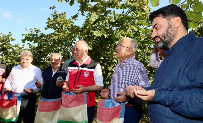 Ordu'da protokol üyeleri üreticilerle fındık hasadı gerçekleştirdi