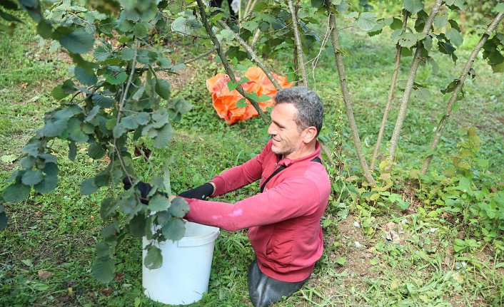 Ordulu bedensel engelli sporcu fındık toplayarak aile ekonomisine katkı sağlıyor