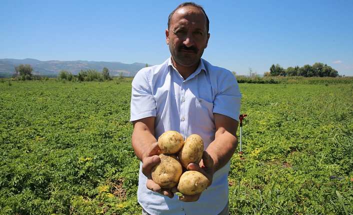 Tokat'ta yaşayan çiftçi, yılda 500 tonun üzerinde patates tohumu üretiyor