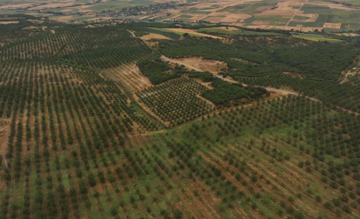 Yapay zeka destekli sulama sistemi verimde artış, enerjiden tasarruf sağlıyor