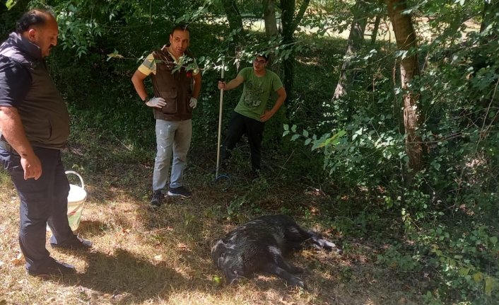 Zonguldak'ta kuyuya düşen yaban domuzu kurtarıldı