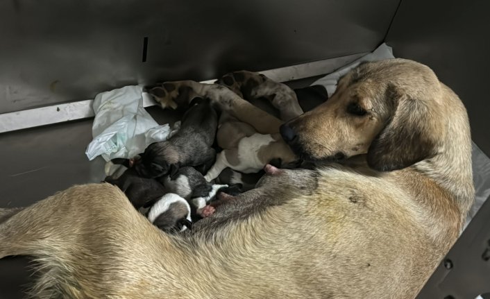 Zonguldak'ta otomobilin çarpmasıyla yaralanarak tedaviye alınan köpek yavruladı