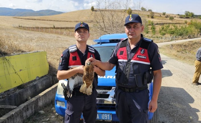 Amasya'da yaralı kızıl şahin korumaya alındı