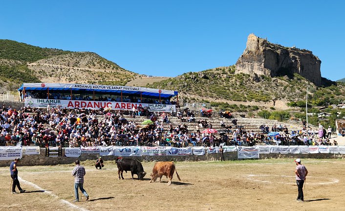 Ardanuç Kültür Sanat Festivali boğa güreşleriyle sona erdi