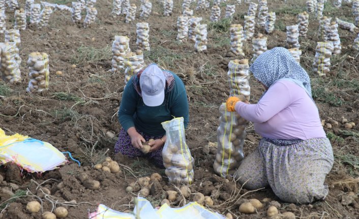 Artova'nın “sarı patatesi“nde 5 bin ton rekolte beklentisi