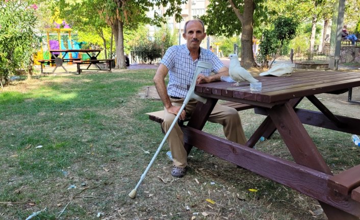 Ayağı sakat güvercin “Paşa“, tek bacağını kaybeden işçiye yoldaş oldu